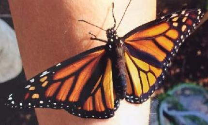 Linda DeGraf © 2015