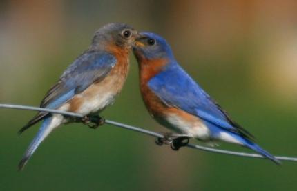 Denali DeGraf © 2013